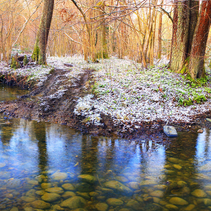 schneebedeckter Waldboden, Glasbild Quadratisch