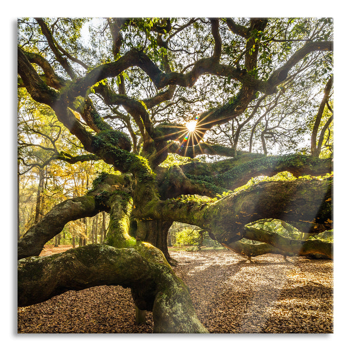 gigantisch verzweigter Baum, Glasbild Quadratisch