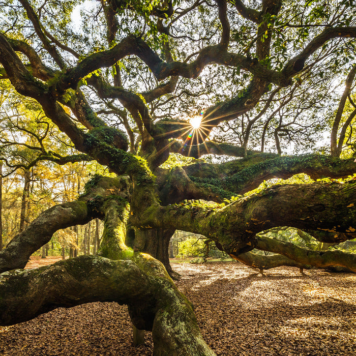 gigantisch verzweigter Baum, Glasbild Quadratisch