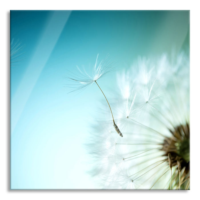 Löwenzahn Pusteblume, Glasbild Quadratisch