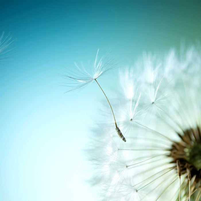 Löwenzahn Pusteblume, Glasbild Quadratisch