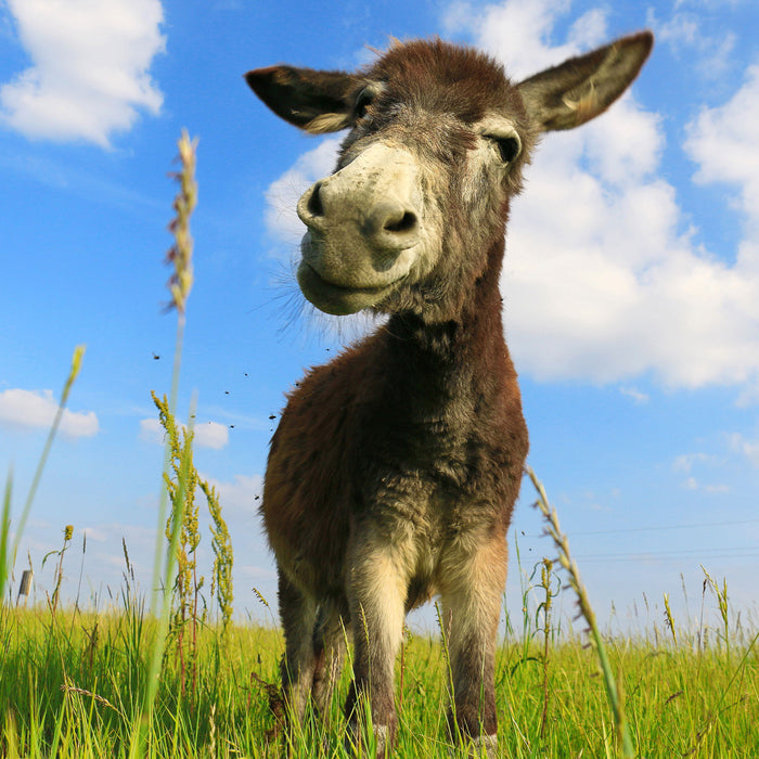 Esel in einem Feld, Glasbild Quadratisch