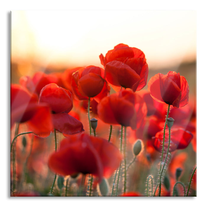 Feuriger Mohn, Glasbild Quadratisch