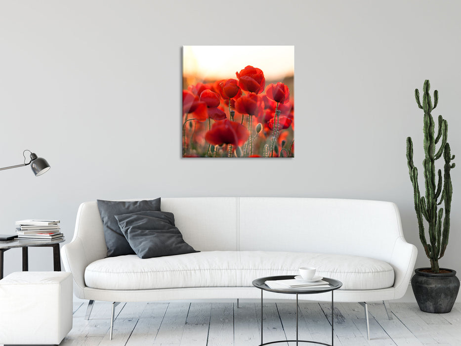 Feuriger Mohn, Glasbild Quadratisch