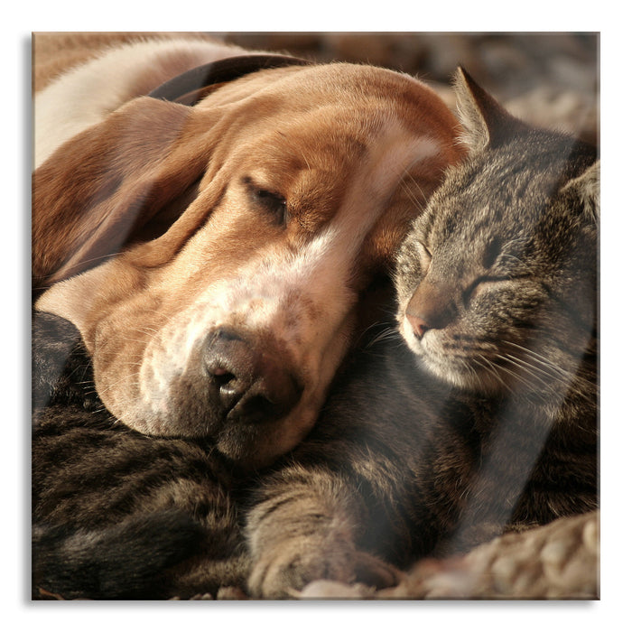 Katze und Hund kuschelnd, Glasbild Quadratisch