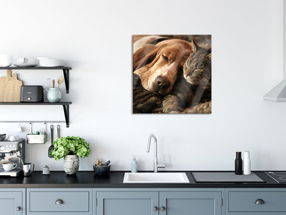 Katze und Hund kuschelnd, Glasbild Quadratisch