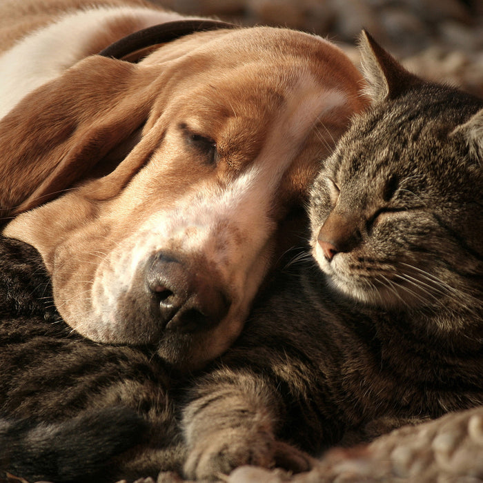 Katze und Hund kuschelnd, Glasbild Quadratisch