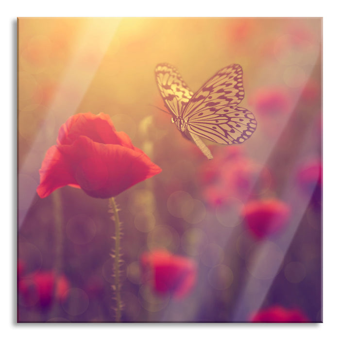 Pixxprint Mohn und Schmetterling, Glasbild Quadratisch