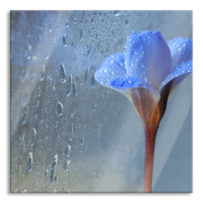 Frühlingsblume mit Tau, Glasbild Quadratisch