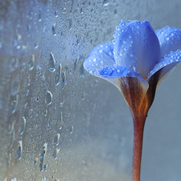 Frühlingsblume mit Tau, Glasbild Quadratisch