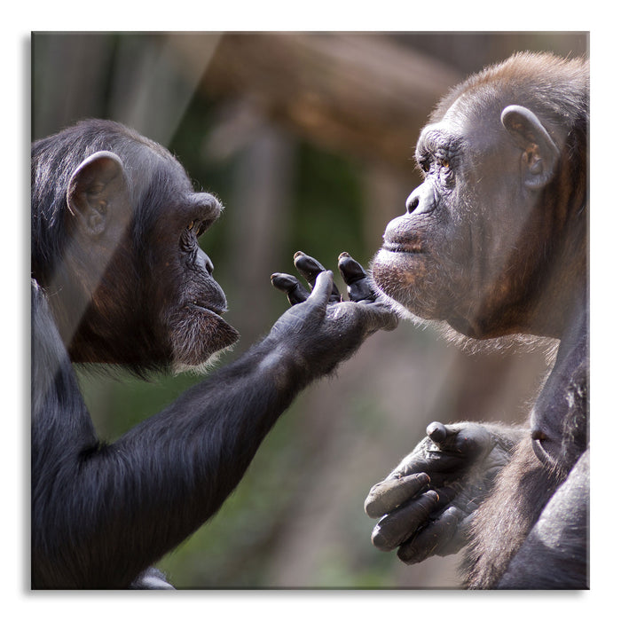 Schimpansen Freundschaft, Glasbild Quadratisch