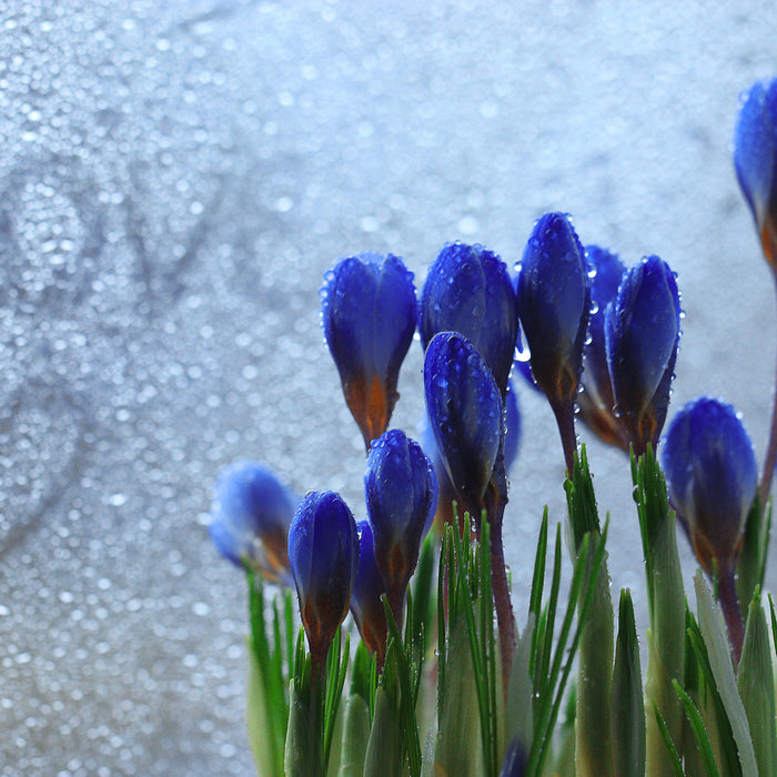 Frühlingsblumen Tropfen, Glasbild Quadratisch