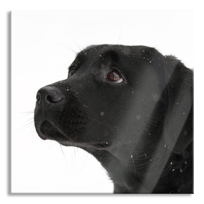 Schwarzer Labrador im Schnee, Glasbild Quadratisch