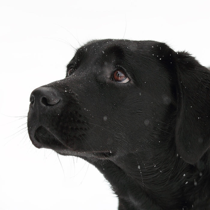 Schwarzer Labrador im Schnee, Glasbild Quadratisch