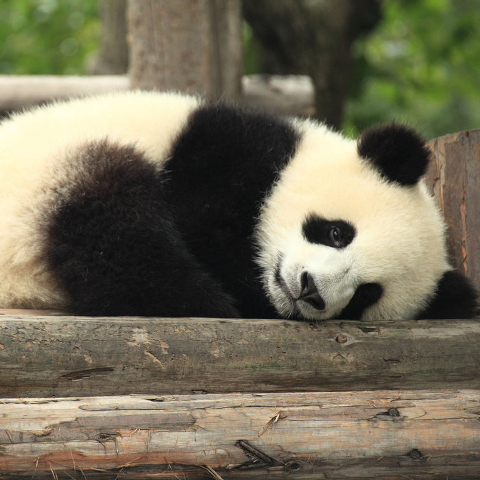 süßer kleiner Pandabär, Glasbild Quadratisch