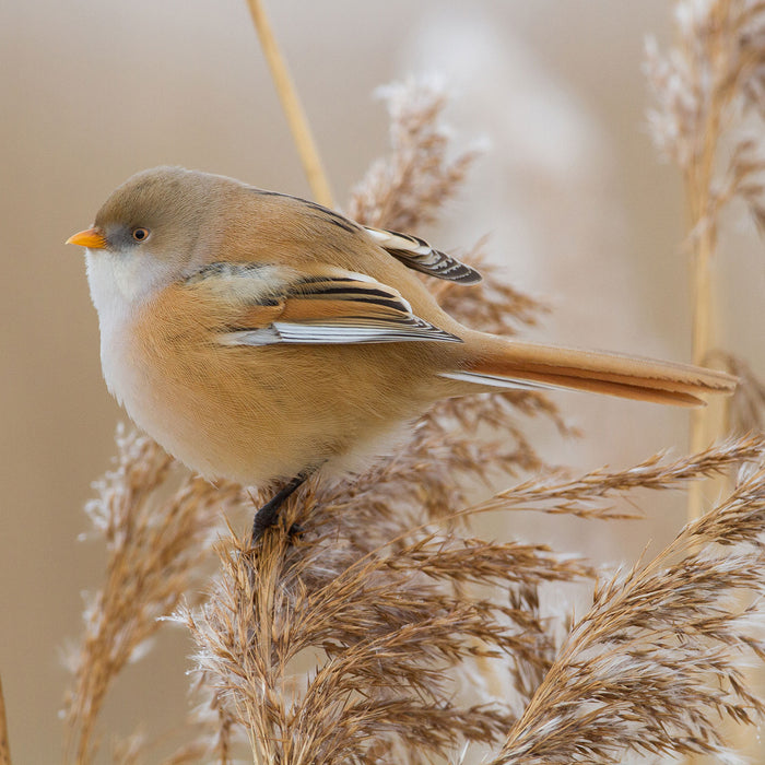 kleiner Vogel auf Weizen, Glasbild Quadratisch