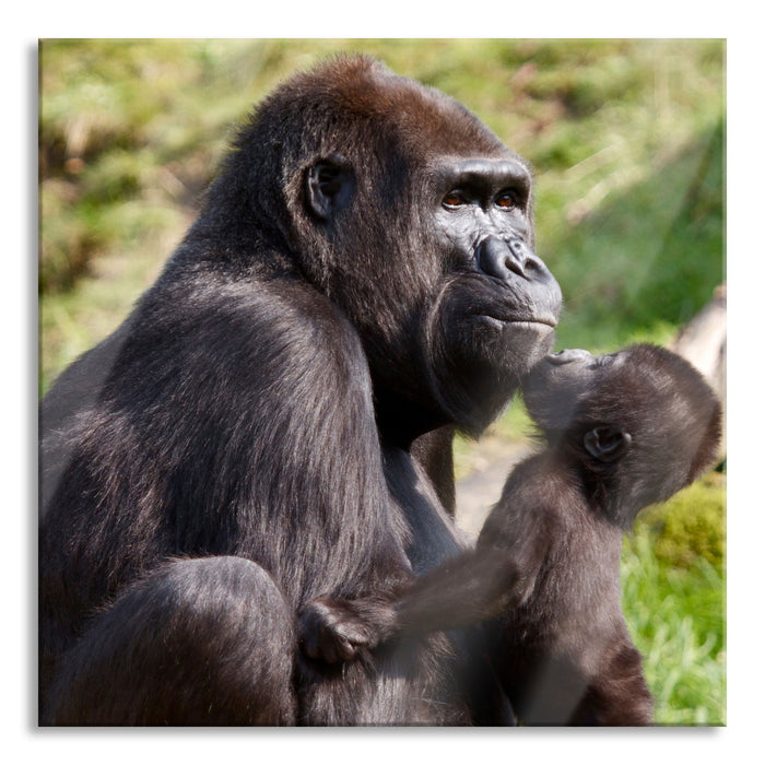 Gorilla-Baby küsst seine Mutter, Glasbild Quadratisch