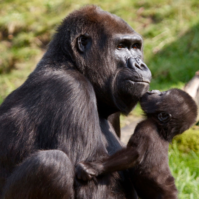 Gorilla-Baby küsst seine Mutter, Glasbild Quadratisch