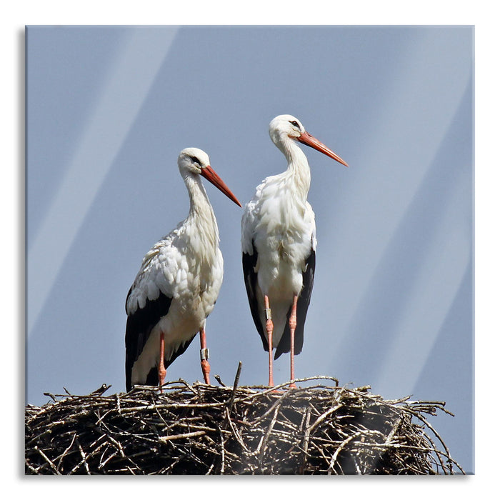 Pixxprint zwei stolze Störche im Nest, Glasbild Quadratisch