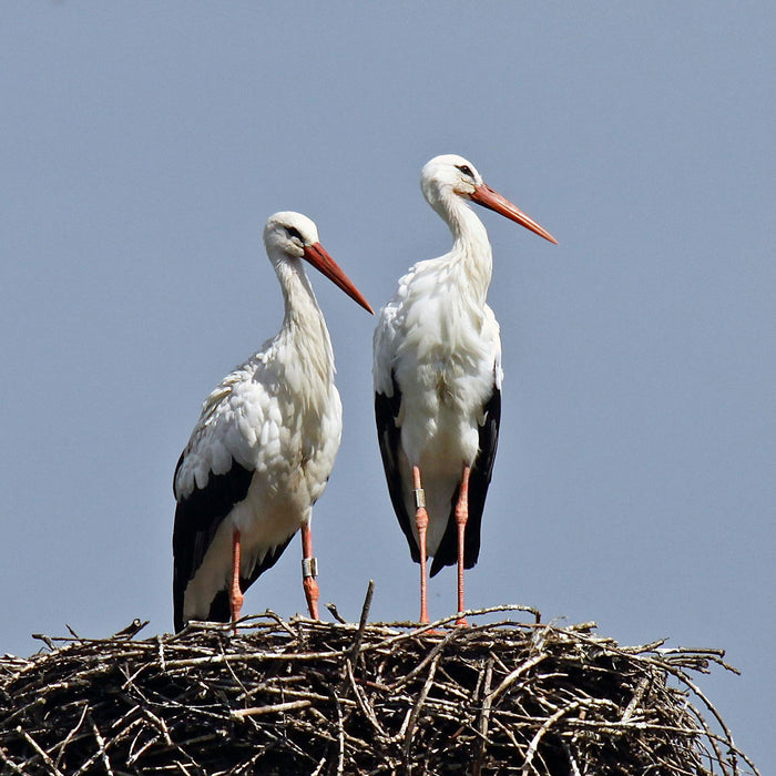 zwei stolze Störche im Nest, Glasbild Quadratisch