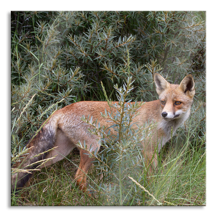 Fuchs im Wildstrauch, Glasbild Quadratisch