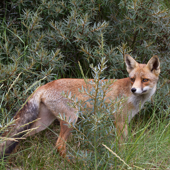 Fuchs im Wildstrauch, Glasbild Quadratisch