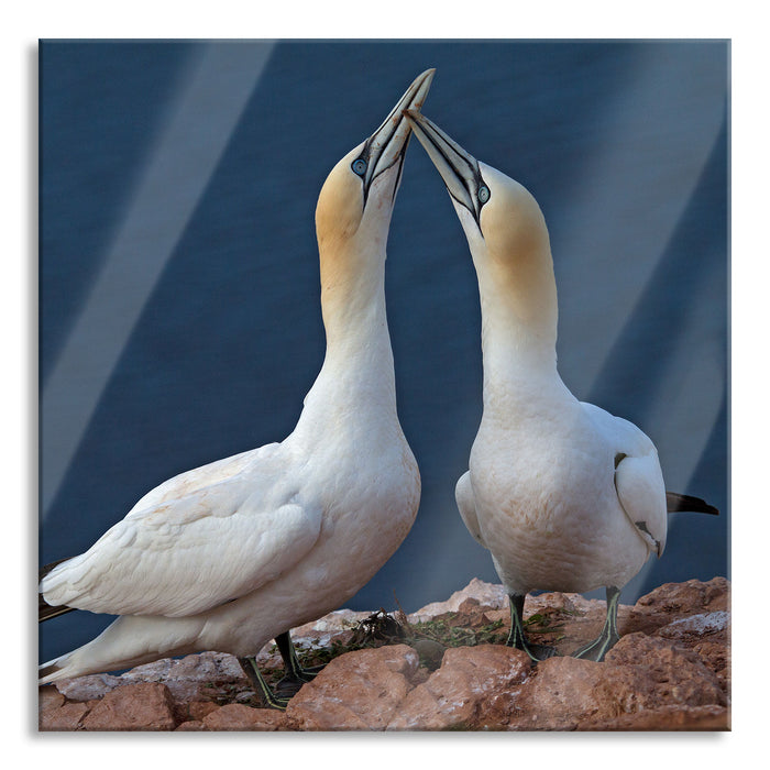 außergewöhnliche Vögel am Meer, Glasbild Quadratisch