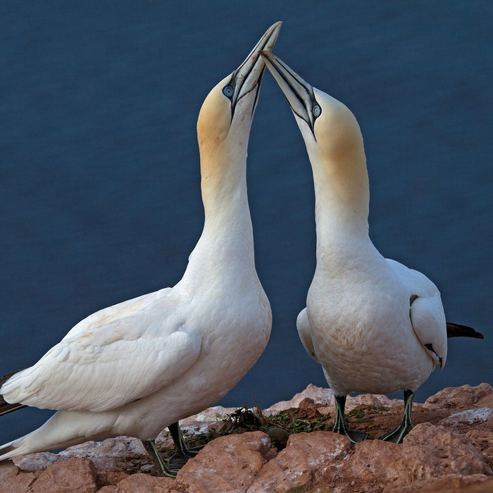 außergewöhnliche Vögel am Meer, Glasbild Quadratisch