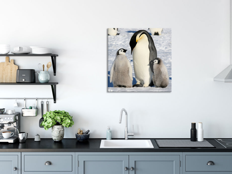 Kaiserpinguin mit Küken, Glasbild Quadratisch