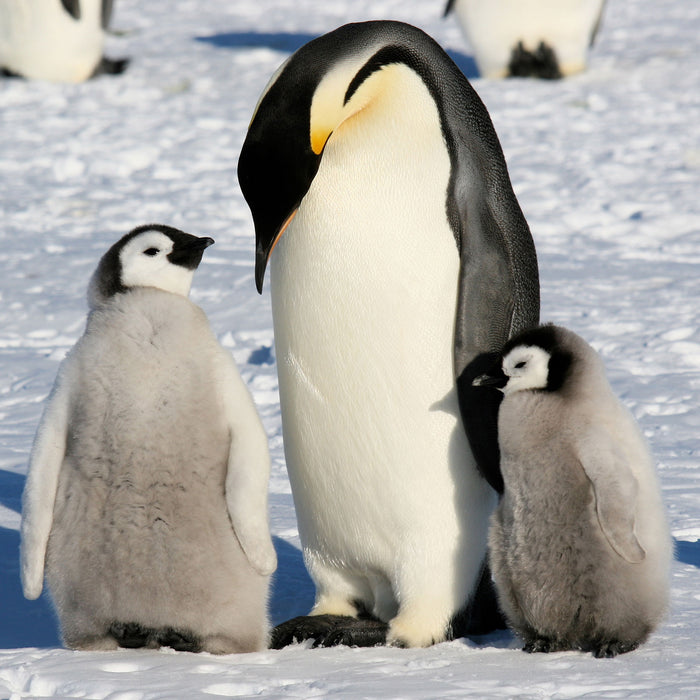 Kaiserpinguin mit Küken, Glasbild Quadratisch