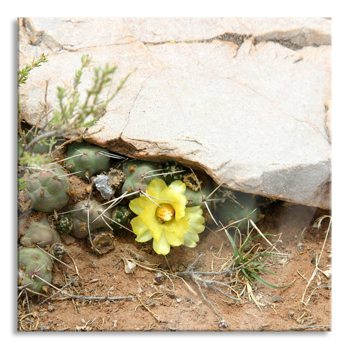 Kakteen mit gelber Blüte, Glasbild Quadratisch