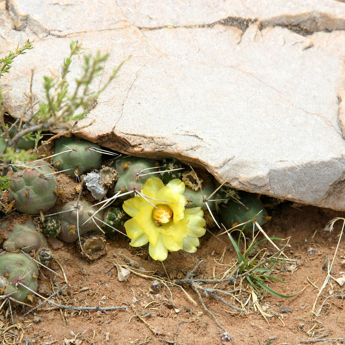 Kakteen mit gelber Blüte, Glasbild Quadratisch