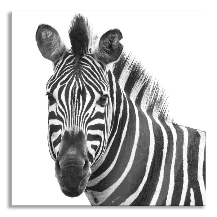 Pixxprint Zebra im Portrait, Glasbild Quadratisch