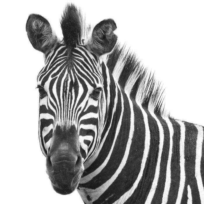 Zebra im Portrait, Glasbild Quadratisch