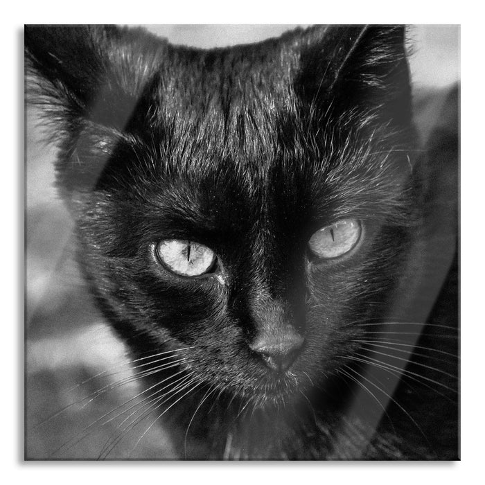 Pixxprint schwarze Katze, Glasbild Quadratisch