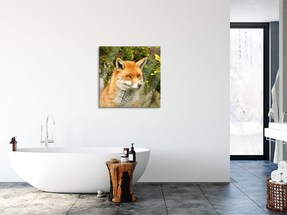 aufschauender Fuchs, Glasbild Quadratisch