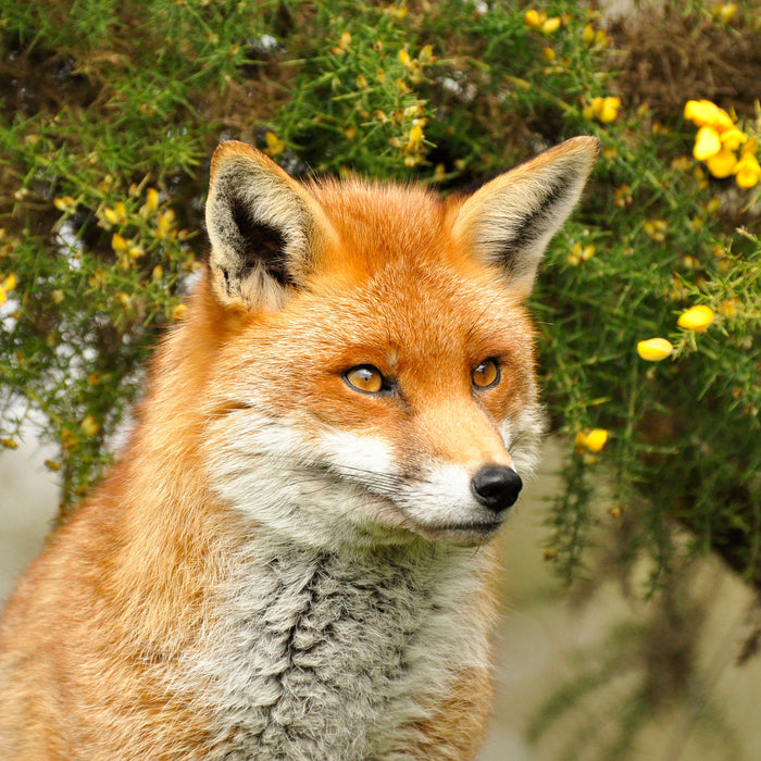 aufschauender Fuchs, Glasbild Quadratisch