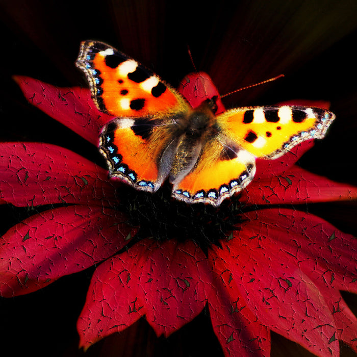 Schmetterling auf roter Blüte, Glasbild Quadratisch