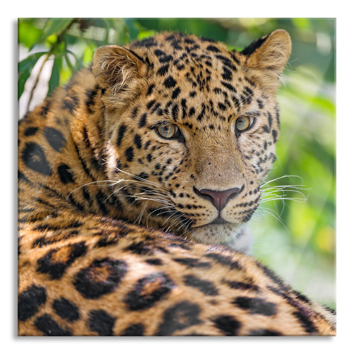 aufmerksamer Leopard im Schatten, Glasbild Quadratisch