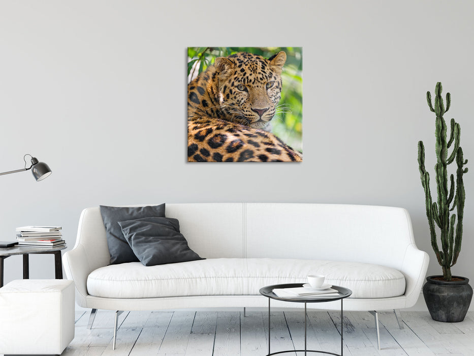 aufmerksamer Leopard im Schatten, Glasbild Quadratisch