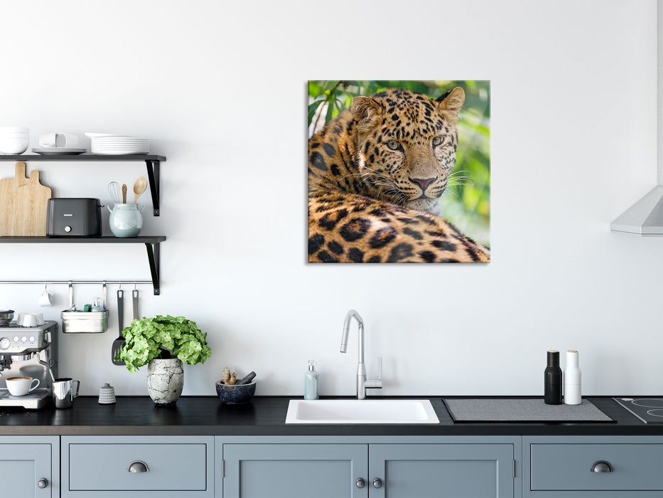 aufmerksamer Leopard im Schatten, Glasbild Quadratisch