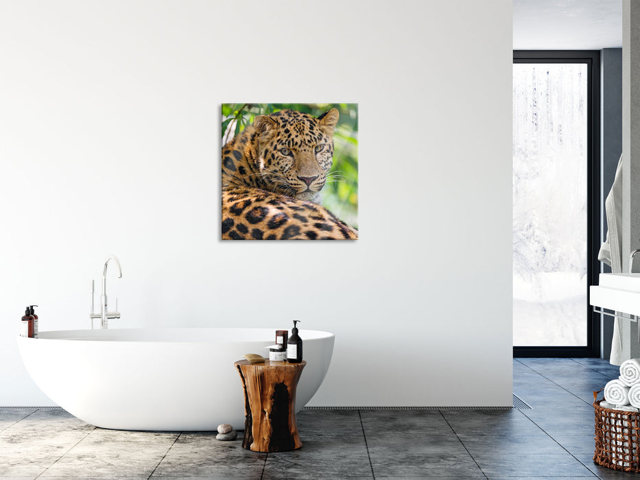 aufmerksamer Leopard im Schatten, Glasbild Quadratisch