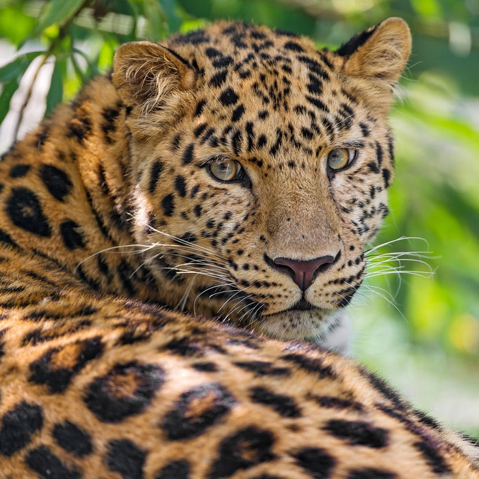 aufmerksamer Leopard im Schatten, Glasbild Quadratisch