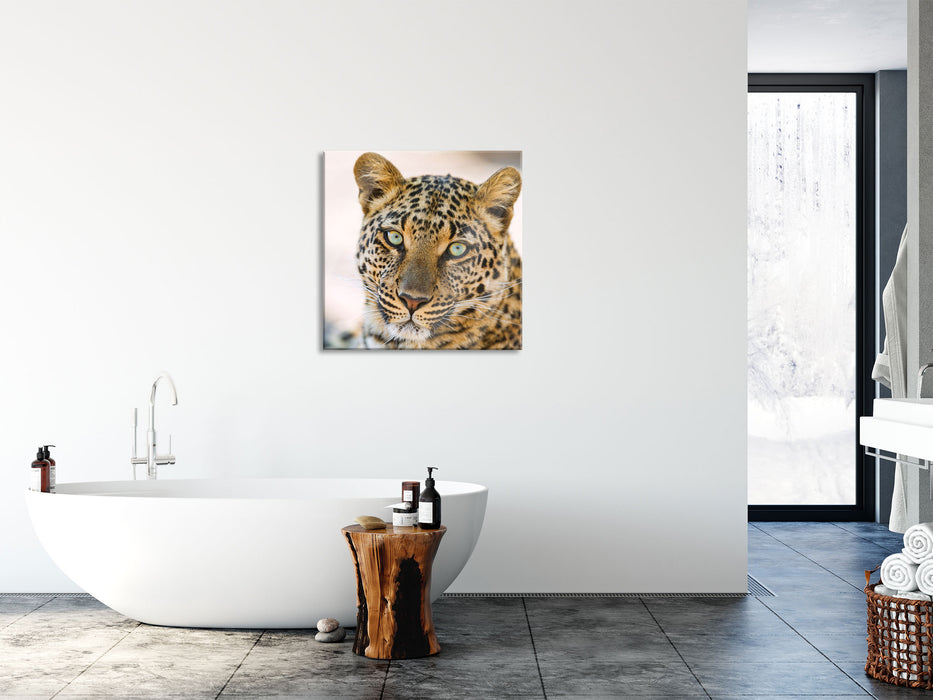 schöner Leopard, Glasbild Quadratisch