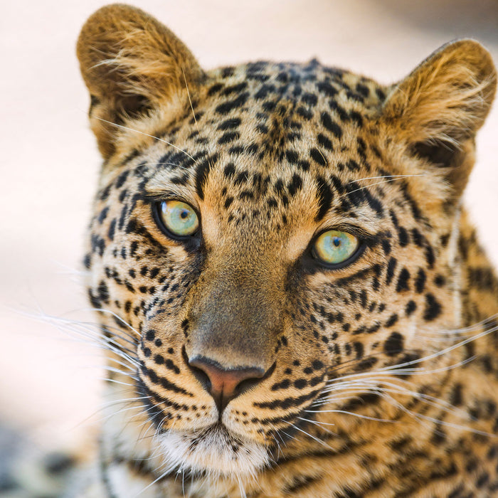 schöner Leopard, Glasbild Quadratisch