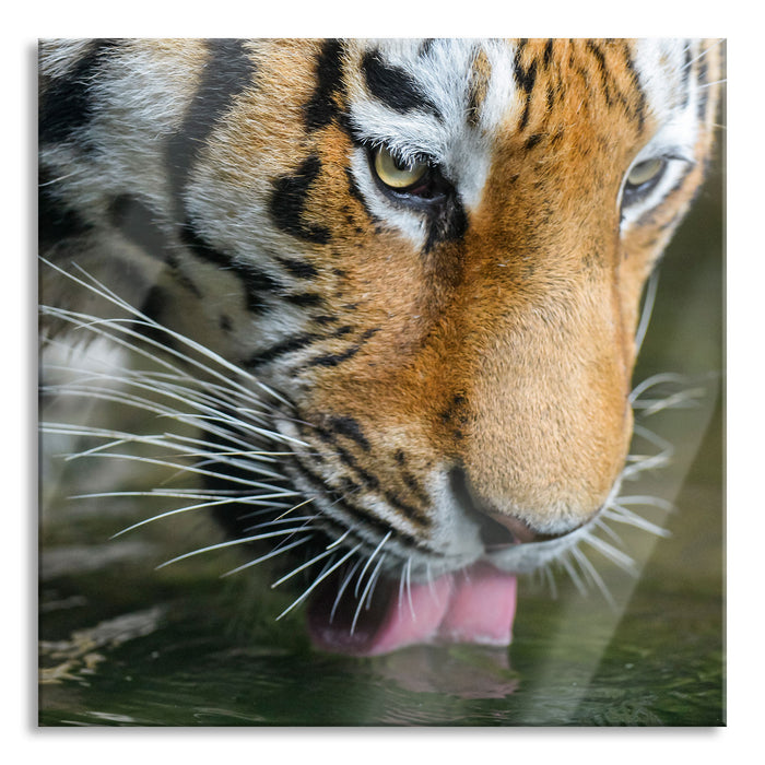 Pixxprint Tiger trinkt, Glasbild Quadratisch