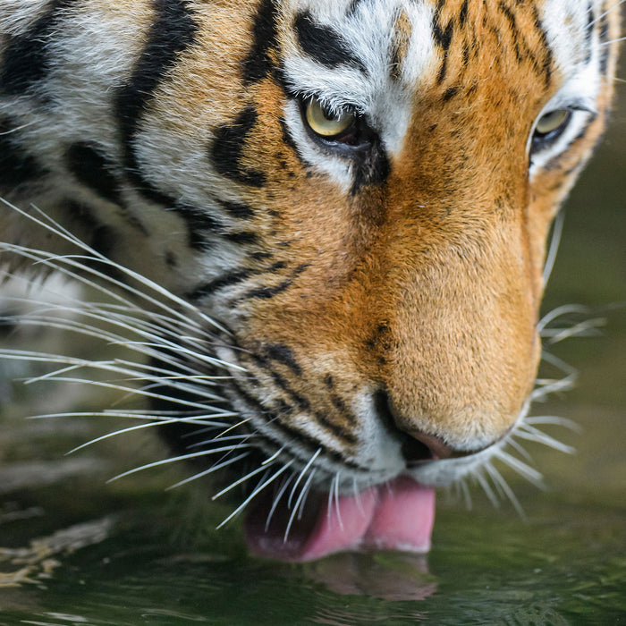 Tiger trinkt, Glasbild Quadratisch