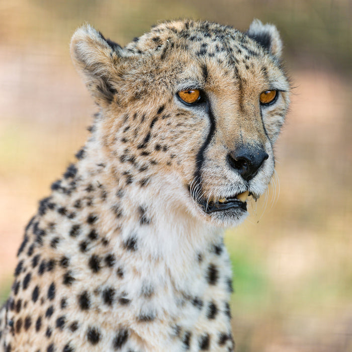 ausgewachsener Gepard, Glasbild Quadratisch