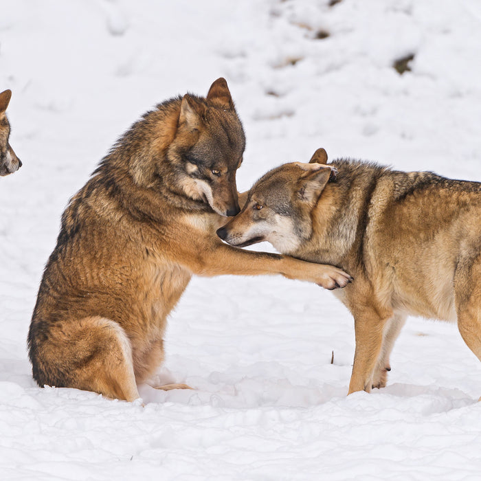 spielendes Wolfsrudel, Glasbild Quadratisch