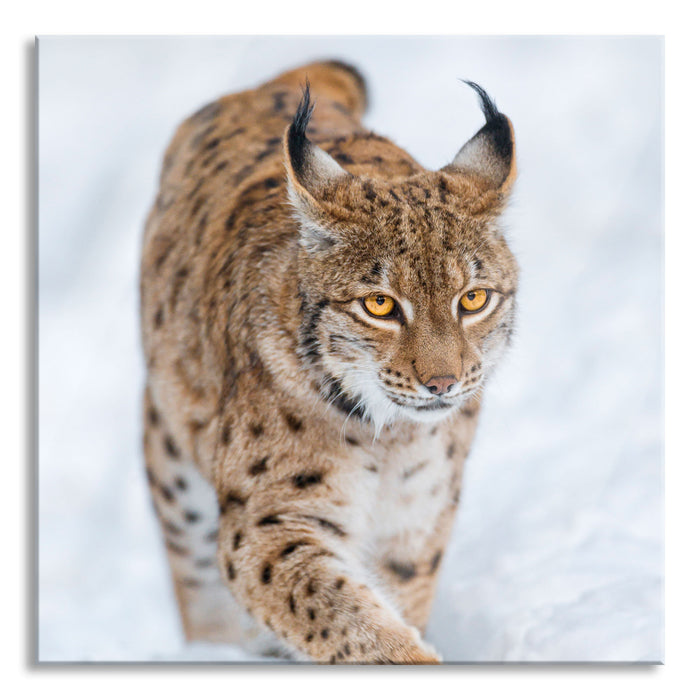 Luchs im Schnee, Glasbild Quadratisch